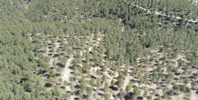 Medio Ambiente concluye la restauración forestal de la Sierra de Lavia con una inversión superior a 565.000 euros - 2, Foto 2