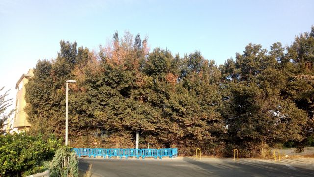 Ahora Murcia exige explicaciones por la gran olmeda de 30 ejemplares que puede ser arrasada por las obras de un enlace a la autovía del Reguerón - 1, Foto 1