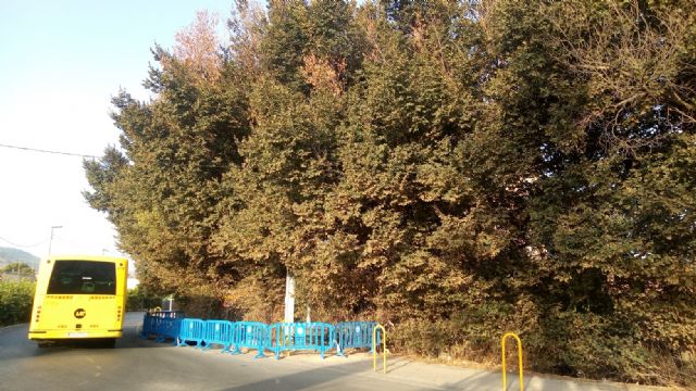 Ahora Murcia exige explicaciones por la gran olmeda de 30 ejemplares que puede ser arrasada por las obras de un enlace a la autovía del Reguerón - 2, Foto 2