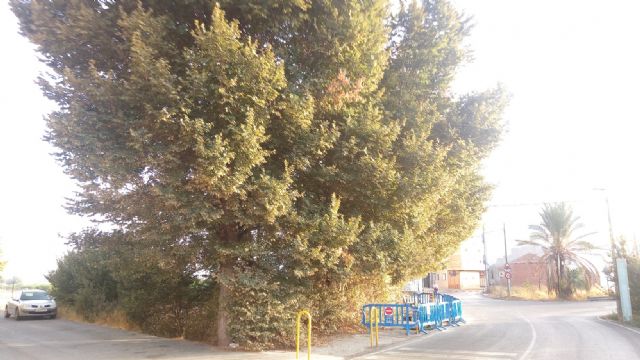 Ahora Murcia exige explicaciones por la gran olmeda de 30 ejemplares que puede ser arrasada por las obras de un enlace a la autovía del Reguerón - 3, Foto 3