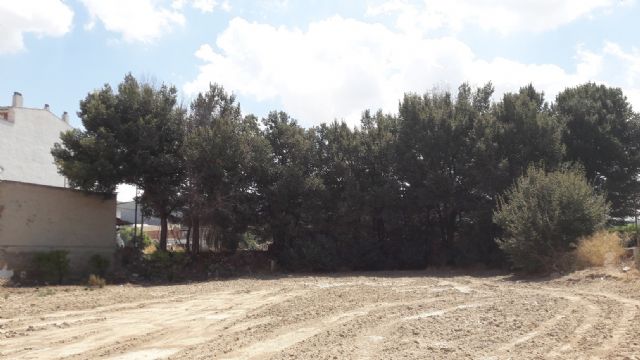 Ahora Murcia exige explicaciones por la gran olmeda de 30 ejemplares que puede ser arrasada por las obras de un enlace a la autovía del Reguerón - 4, Foto 4