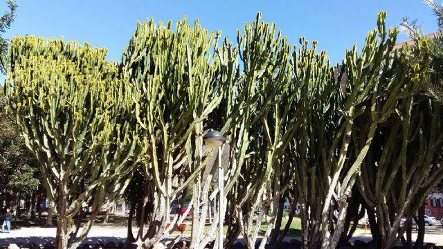 El Municipio de Murcia cuenta con más de 60 variedades de cactus - 3, Foto 3