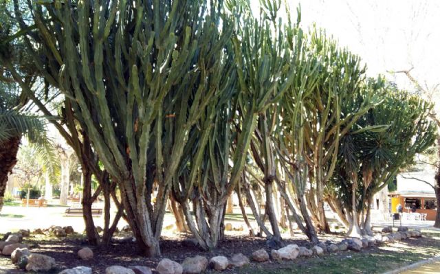 El Municipio de Murcia cuenta con más de 60 variedades de cactus - 4, Foto 4