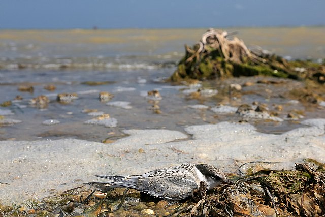 Catástrofe ambiental y social en el Mar Menor - 2, Foto 2