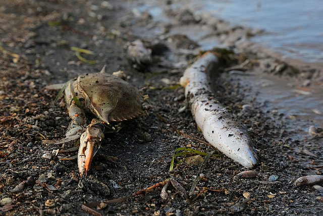 Catástrofe ambiental y social en el Mar Menor - 3, Foto 3