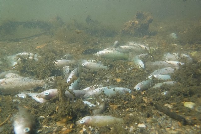 Catástrofe ambiental y social en el Mar Menor - 4, Foto 4