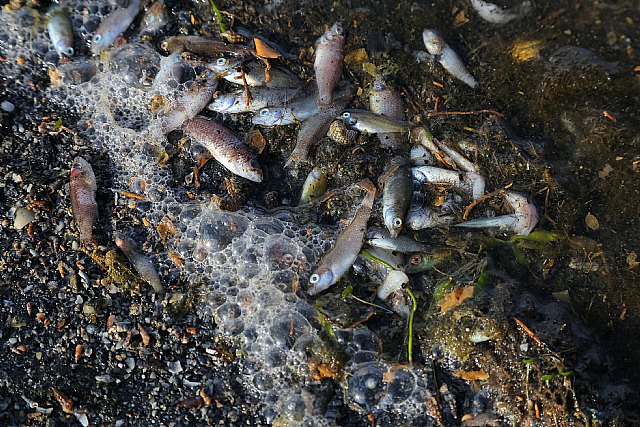 Proexport pide leal colaboración entre Gobierno de España y Regional para actuar ya en el Mar Menor - 2, Foto 2