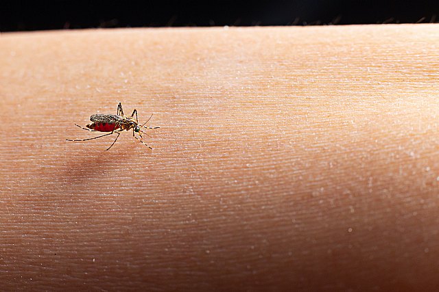 La enfermedad del dengue cada vez más común en España - 1, Foto 1