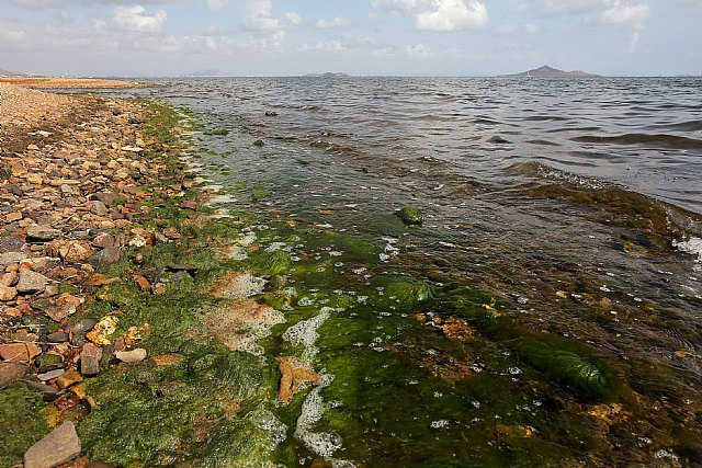 Manuel Torres señala la desvergüenza de Arroyo por no exigir responsabilidades a López Miras por el ecocidio del Mar Menor - 3, Foto 3