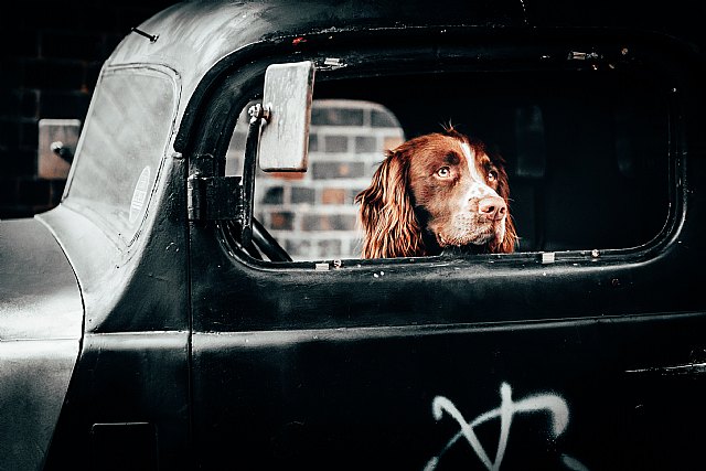 Los españoles prefieren viajar con sus mascotas - 1, Foto 1