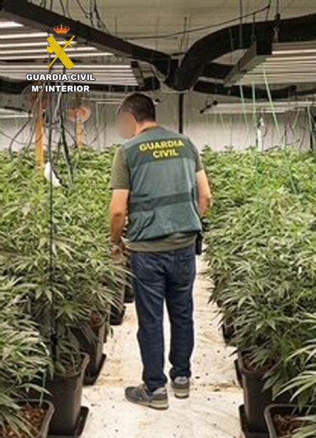 La Guardia Civil desmantela un invernadero clandestino con cerca de 800 plantas de cannabis en una nave industrial - 2, Foto 2