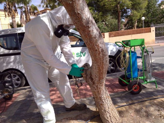 El Ayuntamiento protege con una técnica denominada endoterapia más de un centenar de pinos - 1, Foto 1
