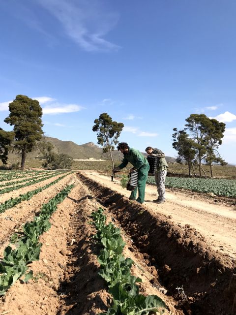 Casi 20.000 plantas autóctonas mejoran la sostenibilidad de explotaciones agrícolas de la Región de Murcia - 1, Foto 1