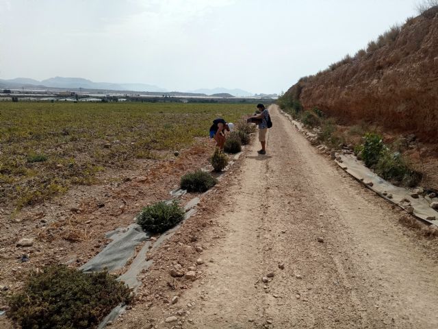Casi 20.000 plantas autóctonas mejoran la sostenibilidad de explotaciones agrícolas de la Región de Murcia - 3, Foto 3