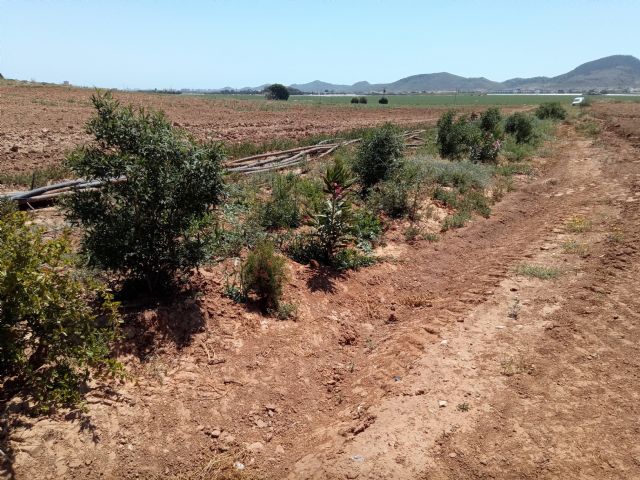 Casi 20.000 plantas autctonas mejoran la sostenibilidad de explotaciones agrcolas de la Regin de Murcia, Foto 4