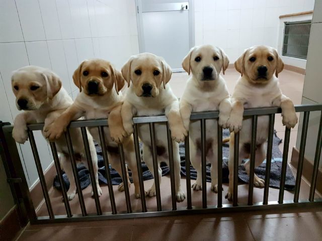 La Fundación ONCE del Perro Guía cumple 30 años con 23 perros en la Región de Murcia - 2, Foto 2