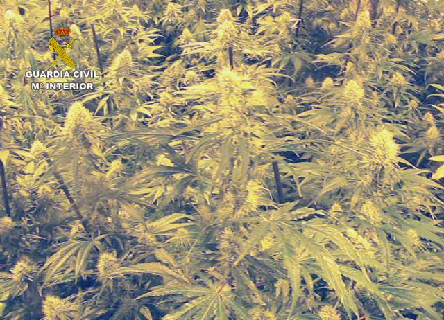 La Guardia Civil desmantela una plantación indoor de marihuana en Librilla - 4, Foto 4