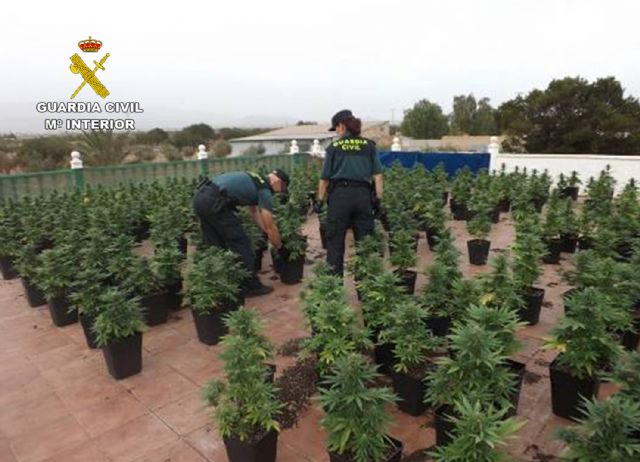 Cae en Fuente Álamo un grupo delictivo dedicado al cultivo ilícito de marihuana - 1, Foto 1