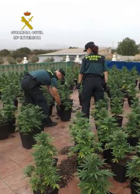 Cae en Fuente Álamo un grupo delictivo dedicado al cultivo ilícito de marihuana - 2, Foto 2