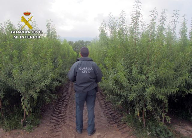 La Guardia Civil esclarece las irregularidades en una producción de variedades de almendro protegidas - 2, Foto 2