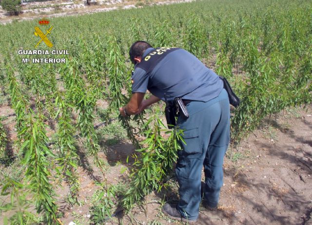 La Guardia Civil esclarece las irregularidades en una producción de variedades de almendro protegidas - 3, Foto 3