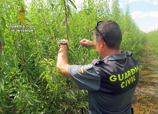 La Guardia Civil esclarece las irregularidades en una producción de variedades de almendro protegidas - 4, Foto 4