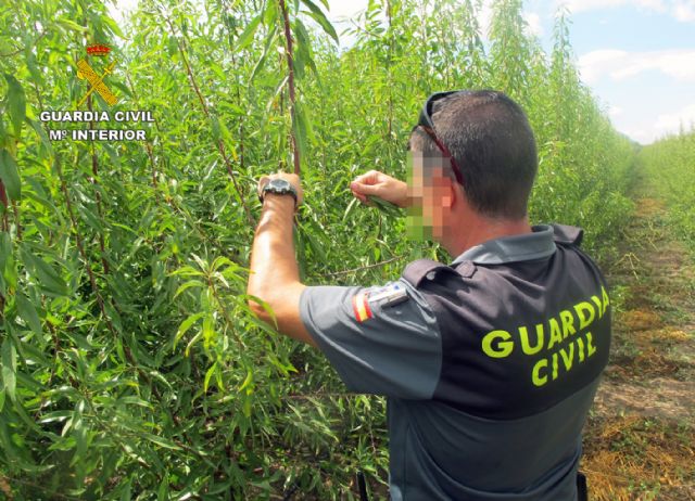 La Guardia Civil esclarece las irregularidades en una producción de variedades de almendro protegidas - 4, Foto 4