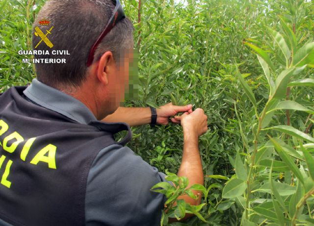 La Guardia Civil esclarece las irregularidades en una producción de variedades de almendro protegidas - 5, Foto 5