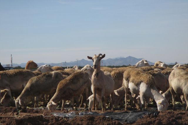 Hallan microplásticos en las ovejas de la Región que se alimentan en zonas de agricultura intensiva - 1, Foto 1