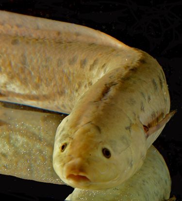 Las cualidades que permiten a los peces pulmonados vivir sin agua, descubiertas por la UMU - 1, Foto 1