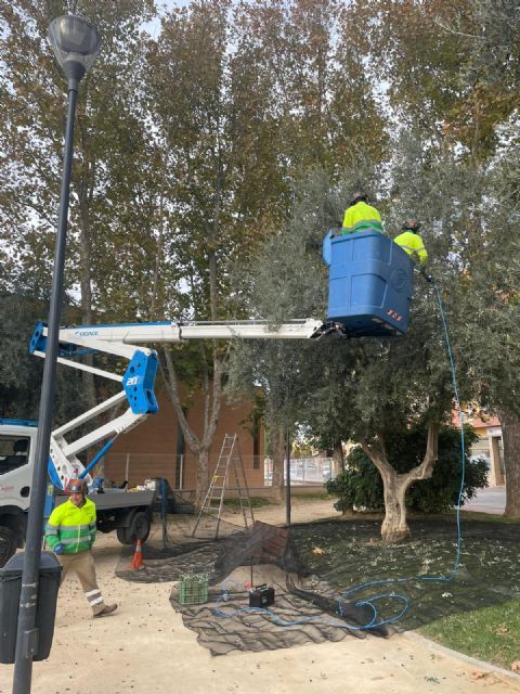 El Ayuntamiento de Lorca recolecta, por tercer año consecutivo, la oliva de los parques y jardines municipales cuyo aceite será repartido entre distintas entidades sociales - 1, Foto 1
