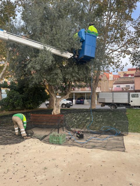 El Ayuntamiento de Lorca recolecta, por tercer año consecutivo, la oliva de los parques y jardines municipales cuyo aceite será repartido entre distintas entidades sociales - 2, Foto 2