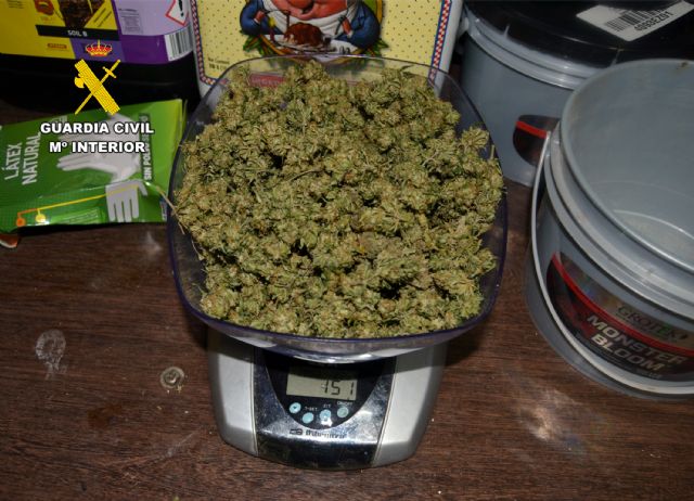 La Guardia Civil desmantela en Abanilla un grupo delictivo que cultivaba gran cantidad de marihuana - 3, Foto 3