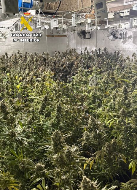 La Guardia Civil desmantela en Abanilla un grupo delictivo que cultivaba gran cantidad de marihuana - 5, Foto 5