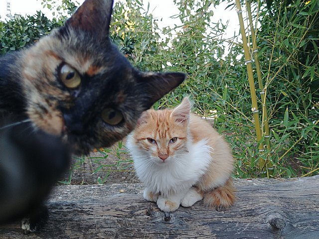 Colonias felinas en Alcantarilla - 1, Foto 1