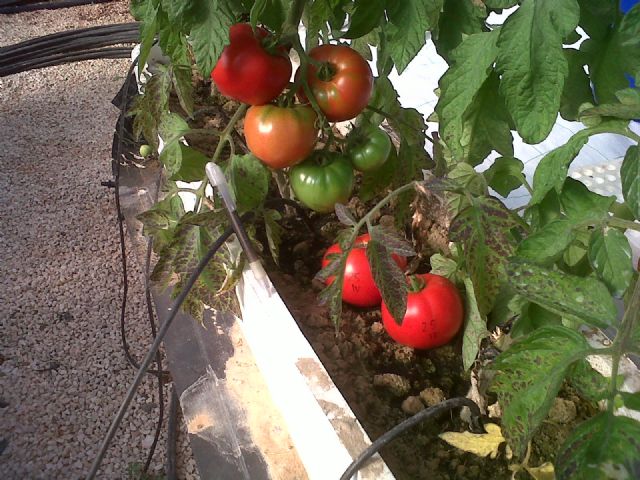 La UPCT recomienda el uso del compost para mejorar la fertilidad y retención hídrica de los suelos agrícolas - 1, Foto 1