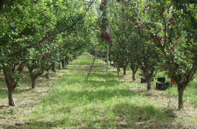 La UPCT recomienda el uso del compost para mejorar la fertilidad y retención hídrica de los suelos agrícolas - 3, Foto 3