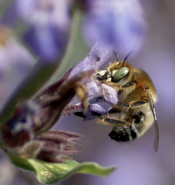 Cieza se suma a la red de municipios por los polinizadores - 1, Foto 1