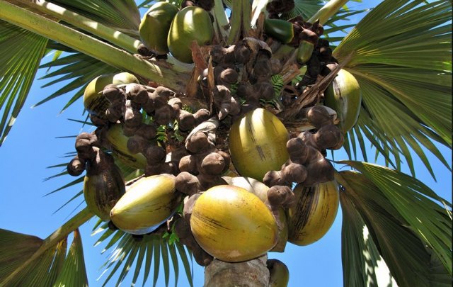 Playas vírgenes y naturaleza intacta dispuestas a abrazarte, en Seychelles - 2, Foto 2