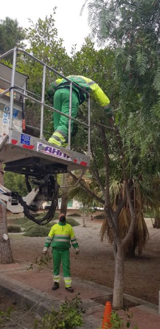 Sombras naturales a través de la correcta poda de los espacios verdes - 1, Foto 1