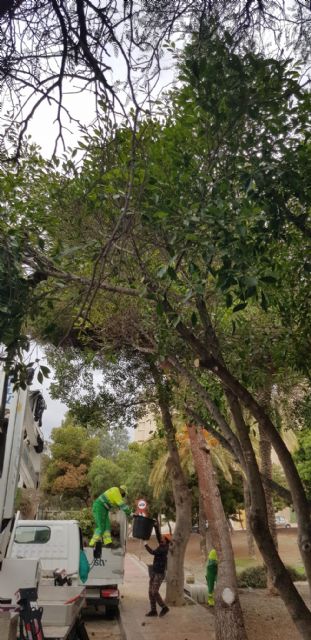 Sombras naturales a través de la correcta poda de los espacios verdes - 2, Foto 2