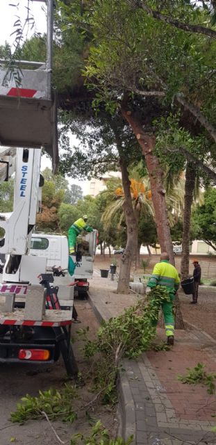 Sombras naturales a través de la correcta poda de los espacios verdes - 3, Foto 3