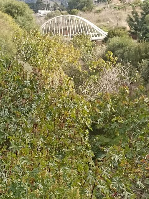Los vecinos de Canteras temen inundaciones en la zona urbana por falta de limpieza en la rambla - 2, Foto 2