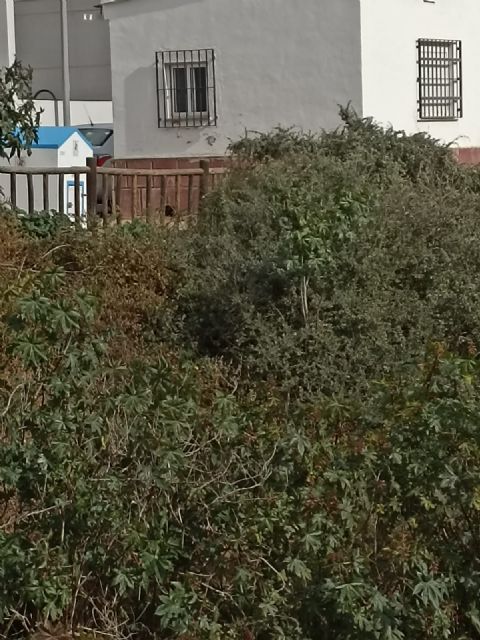Los vecinos de Canteras temen inundaciones en la zona urbana por falta de limpieza en la rambla - 3, Foto 3