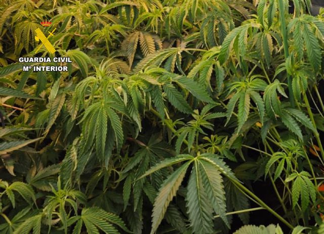 La Guardia Civil desarticula en Torre Pacheco un grupo delictivo que cultivaba gran cantidad de marihuana - 3, Foto 3