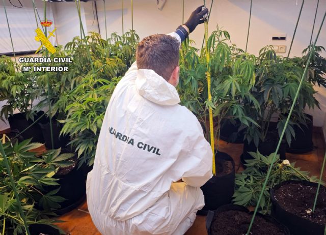 La Guardia Civil desarticula en Torre Pacheco un grupo delictivo que cultivaba gran cantidad de marihuana - 4, Foto 4