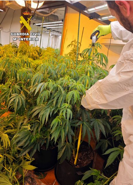 La Guardia Civil desarticula en Torre Pacheco un grupo delictivo que cultivaba gran cantidad de marihuana - 5, Foto 5