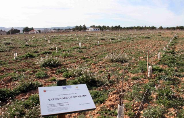 Unas jornadas darán a conocer entre los agricultores las especies experimentales de la finca 'Las Nogueras' - 3, Foto 3