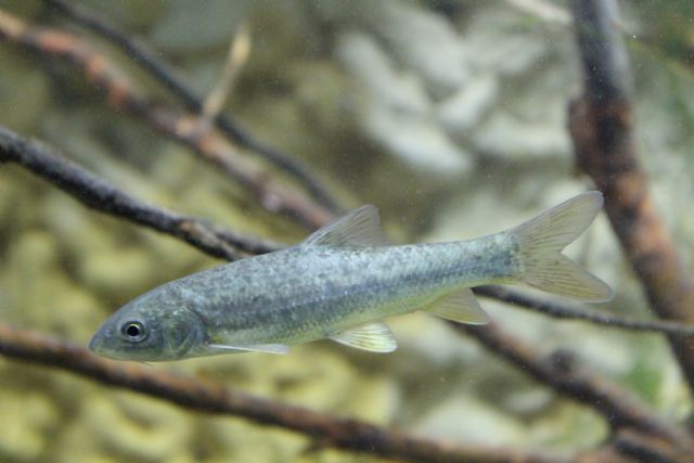 Los habitantes del Segura ya tienen su propio estanque en el acuario de la UMU en el Cuartel de Artillería - 2, Foto 2