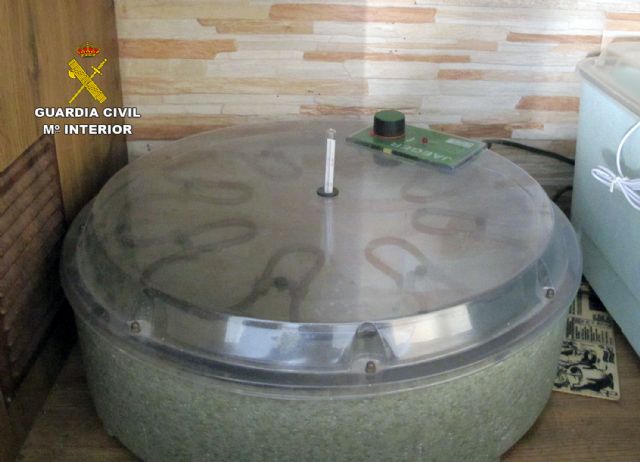 La Guardia Civil desmantela un  criadero  ilegal de tortugas con cerca de un centenar especies - 2, Foto 2